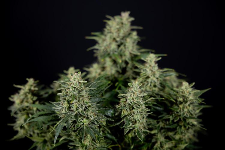 Critical Cheese Auto #1 - Zamnesia x B&B. Week 9 - Critical Cheese Automatic #2 - LST - Harvest Day