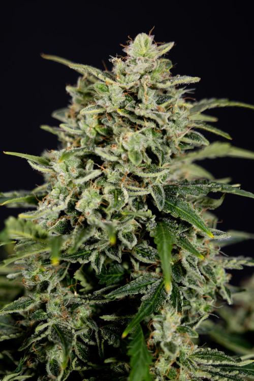 Critical Cheese Auto #1 - Zamnesia x B&B. Week 9 - Critical Cheese Automatic #2 - LST - Harvest Day