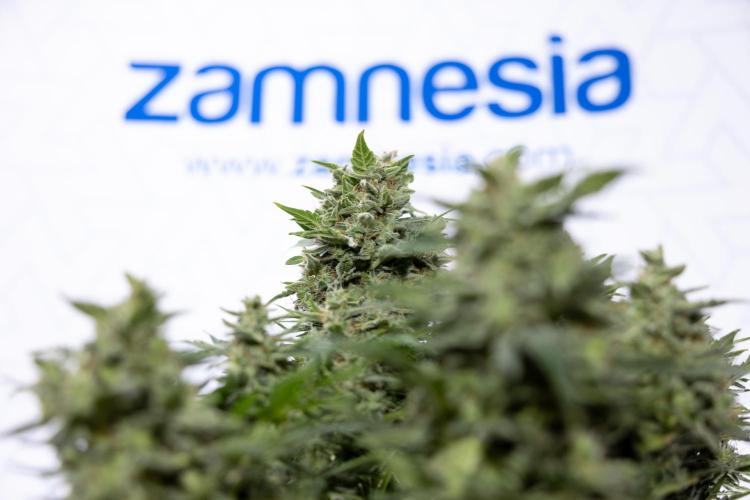 Critical Cheese Auto #1 - Zamnesia x B&B. Week 9 - Critical Cheese Automatic #2 - LST - Harvest Day