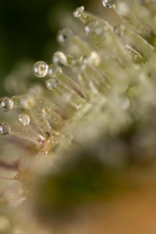 Monster Dwarf #1 Auto - Zamnesia x B&B. Week 10 - Monster Dwarf #1 Automatic - Harvest Day - Micro Worlds