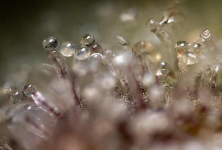 Monster Dwarf #1 Auto - Zamnesia x B&B. Week 10 - Monster Dwarf #1 Automatic - Harvest Day - Micro Worlds