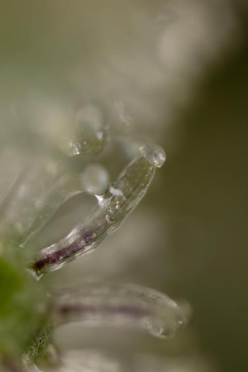 Monster Dwarf #1 Auto - Zamnesia x B&B. Week 10 - Monster Dwarf #1 Automatic - Harvest Day - Micro Worlds