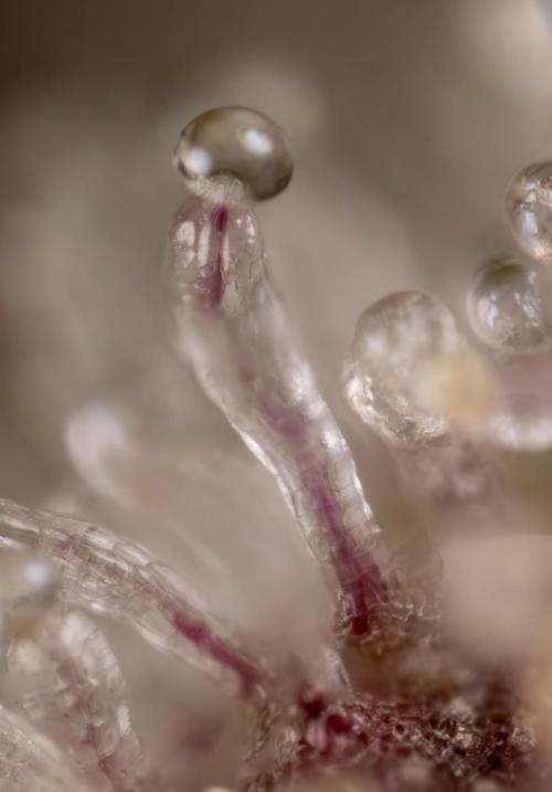 Monster Dwarf #1 Auto - Zamnesia x B&B. Week 10 - Monster Dwarf #1 Automatic - Harvest Day - Micro Worlds