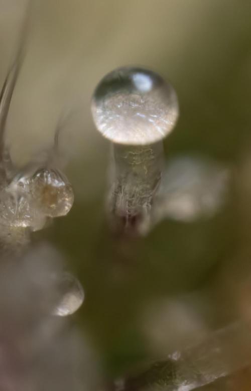 Monster Dwarf #1 Auto - Zamnesia x B&B. Week 10 - Monster Dwarf #1 Automatic - Harvest Day - Micro Worlds