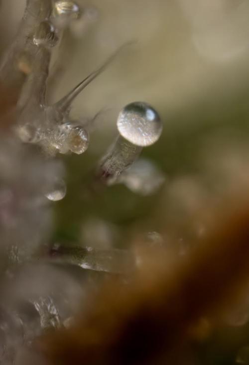 Monster Dwarf #1 Auto - Zamnesia x B&B. Week 10 - Monster Dwarf #1 Automatic - Harvest Day - Micro Worlds