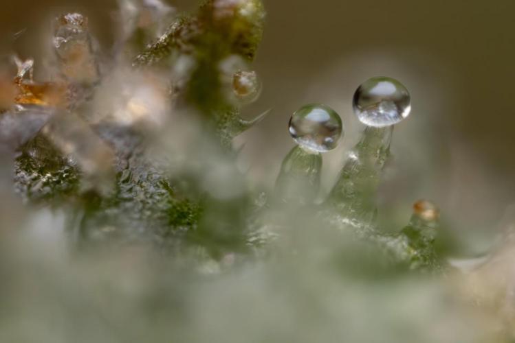 Monster Dwarf #1 Auto - Zamnesia x B&B. Week 10 - Monster Dwarf #1 Automatic - Harvest Day - Micro Worlds