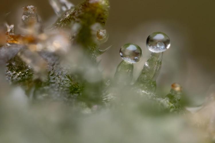 Monster Dwarf #1 Auto - Zamnesia x B&B. Week 10 - Monster Dwarf #1 Automatic - Harvest Day - Micro Worlds