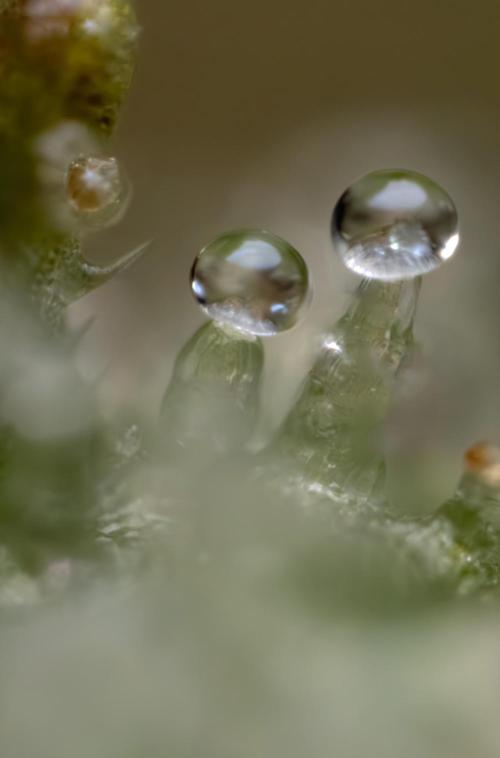 Monster Dwarf #1 Auto - Zamnesia x B&B. Week 10 - Monster Dwarf #1 Automatic - Harvest Day - Micro Worlds