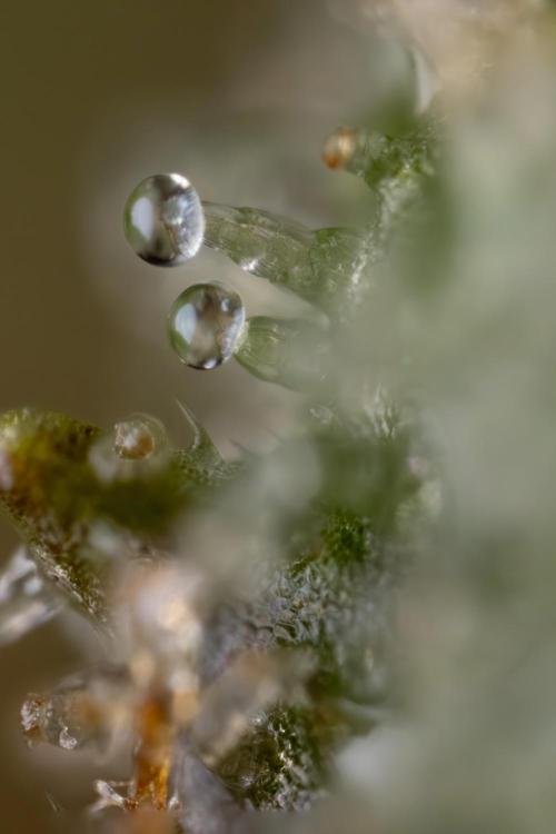 Monster Dwarf #1 Auto - Zamnesia x B&B. Week 10 - Monster Dwarf #1 Automatic - Harvest Day - Micro Worlds