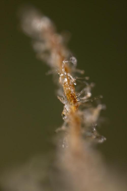 Monster Dwarf #1 Auto - Zamnesia x B&B. Week 10 - Monster Dwarf #1 Automatic - Harvest Day - Micro Worlds