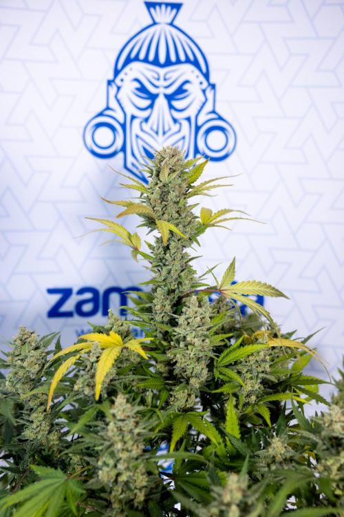 Monster Dwarf #1 Auto - Zamnesia x B&B. Week 10 - Monster Dwarf #1 Automatic - Harvest Day - Week 10