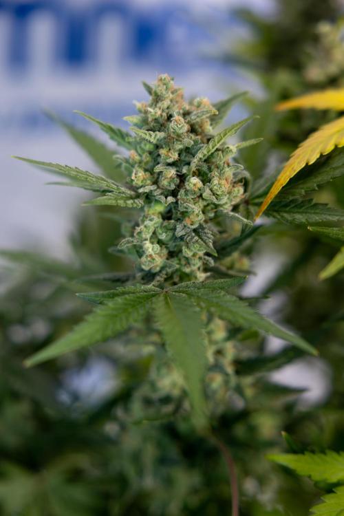 Monster Dwarf #1 Auto - Zamnesia x B&B. Week 10 - Monster Dwarf #1 Automatic - Harvest Day - Week 10