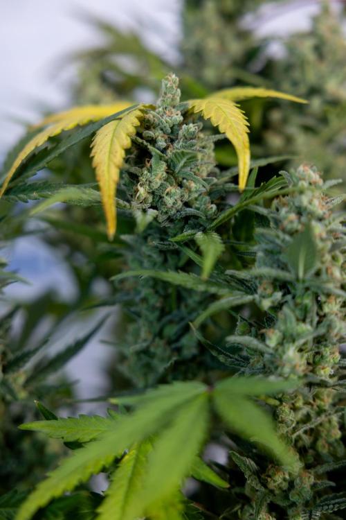 Monster Dwarf #1 Auto - Zamnesia x B&B. Week 10 - Monster Dwarf #1 Automatic - Harvest Day - Week 10