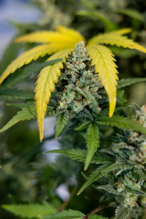 Monster Dwarf #1 Auto - Zamnesia x B&B. Week 10 - Monster Dwarf #1 Automatic - Harvest Day - Week 10