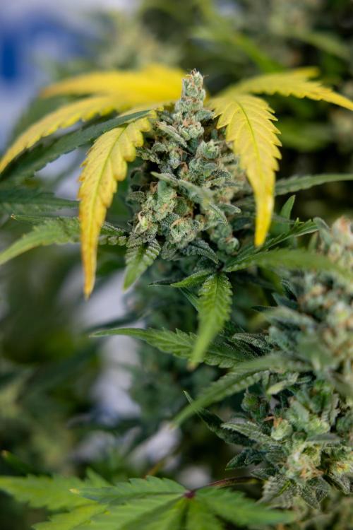 Monster Dwarf #1 Auto - Zamnesia x B&B. Week 10 - Monster Dwarf #1 Automatic - Harvest Day - Week 10