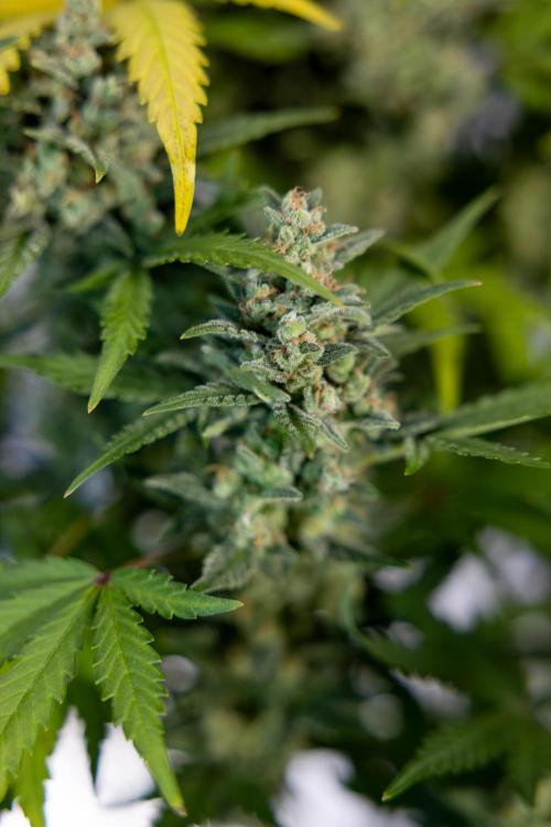 Monster Dwarf #1 Auto - Zamnesia x B&B. Week 10 - Monster Dwarf #1 Automatic - Harvest Day - Week 10