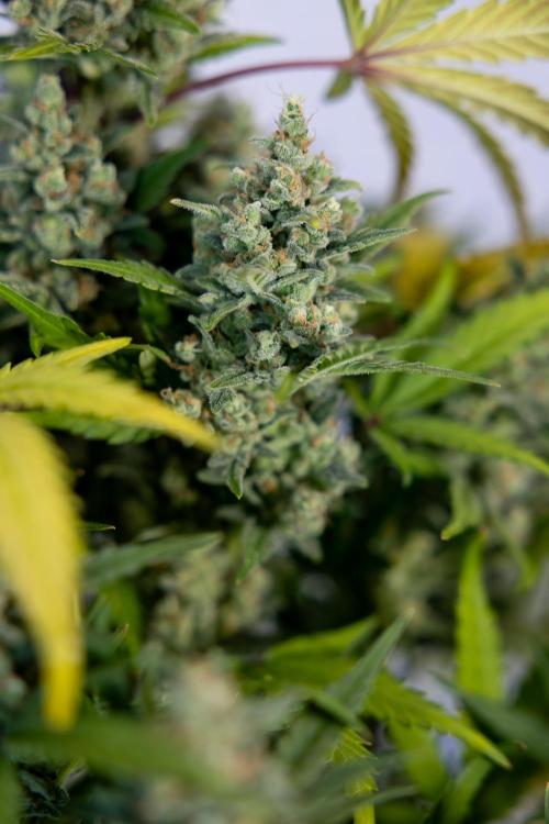 Monster Dwarf #1 Auto - Zamnesia x B&B. Week 10 - Monster Dwarf #1 Automatic - Harvest Day - Week 10