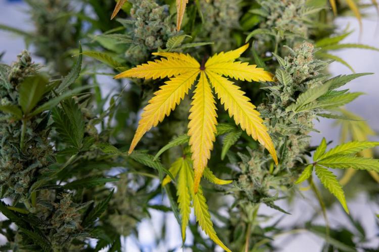 Monster Dwarf #1 Auto - Zamnesia x B&B. Week 10 - Monster Dwarf #1 Automatic - Harvest Day - Week 10