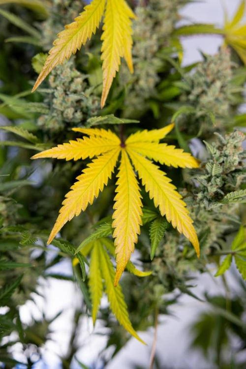 Monster Dwarf #1 Auto - Zamnesia x B&B. Week 10 - Monster Dwarf #1 Automatic - Harvest Day - Week 10