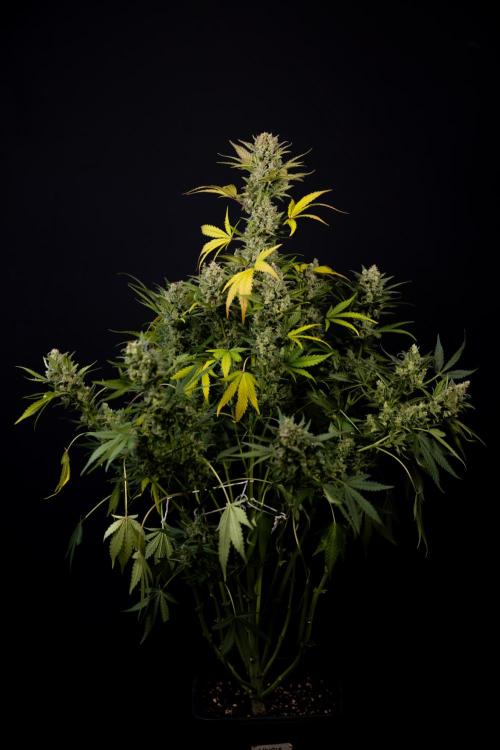 Monster Dwarf #1 Auto - Zamnesia x B&B. Week 10 - Monster Dwarf #1 Automatic - Harvest Day - Week 10