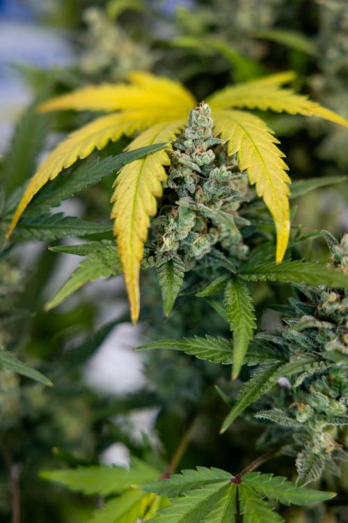 Monster Dwarf #1 Auto - Zamnesia x B&B. Week 10 - Monster Dwarf #1 Automatic - Harvest Day - Week 10