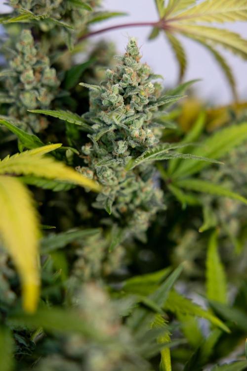 Monster Dwarf #1 Auto - Zamnesia x B&B. Week 10 - Monster Dwarf #1 Automatic - Harvest Day - Week 10