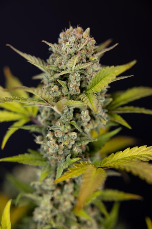 Monster Dwarf #1 Auto - Zamnesia x B&B. Week 10 - Monster Dwarf #1 Automatic - Harvest Day - Week 10