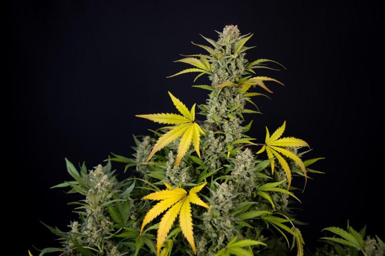 Monster Dwarf #1 Auto - Zamnesia x B&B. Week 10 - Monster Dwarf #1 Automatic - Harvest Day - Week 10