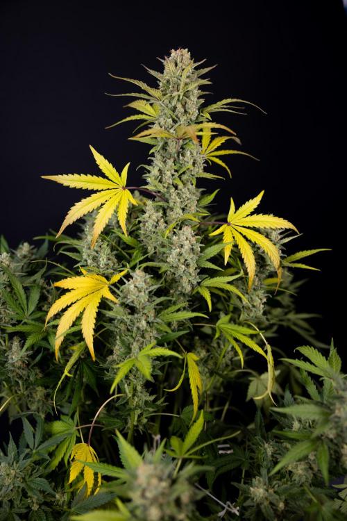 Monster Dwarf #1 Auto - Zamnesia x B&B. Week 10 - Monster Dwarf #1 Automatic - Harvest Day - Week 10