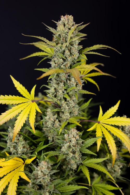 Monster Dwarf #1 Auto - Zamnesia x B&B. Week 10 - Monster Dwarf #1 Automatic - Harvest Day - Week 10