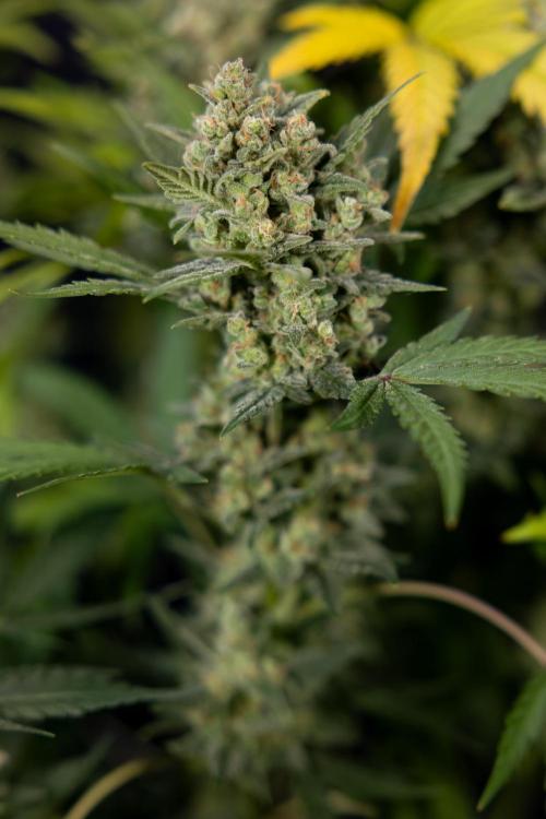 Monster Dwarf #1 Auto - Zamnesia x B&B. Week 10 - Monster Dwarf #1 Automatic - Harvest Day - Week 10