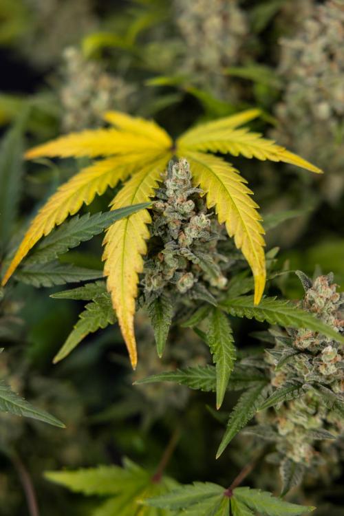 Monster Dwarf #1 Auto - Zamnesia x B&B. Week 10 - Monster Dwarf #1 Automatic - Harvest Day - Week 10