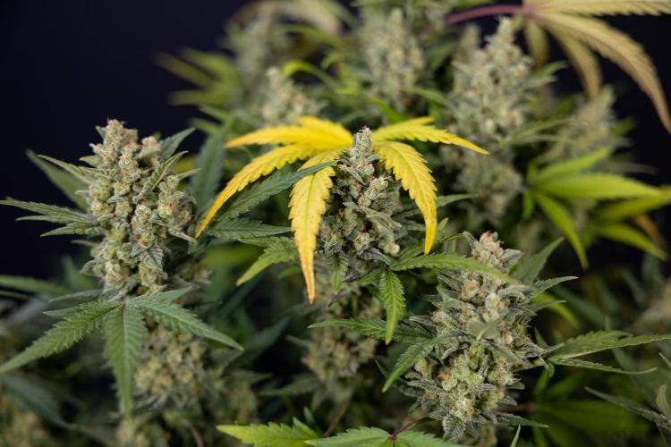 Monster Dwarf #1 Auto - Zamnesia x B&B. Week 10 - Monster Dwarf #1 Automatic - Harvest Day - Week 10