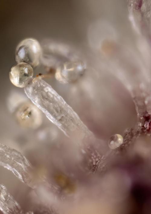 Monster Dwarf #1 Auto - Zamnesia x B&B. Week 10 - Monster Dwarf #1 Automatic - Micro World