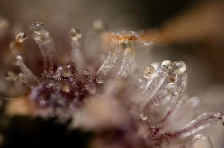 Monster Dwarf #1 Auto - Zamnesia x B&B. Week 10 - Monster Dwarf #1 Automatic - Micro World