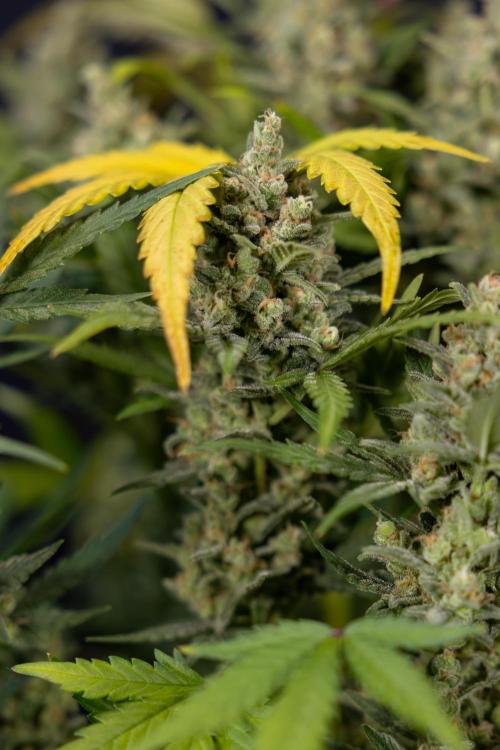 Monster Dwarf #1 Auto - Zamnesia x B&B. Week 10 - Monster Dwarf #1 Automatic - Harvest Day - Week 10