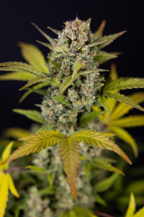 Monster Dwarf #1 Auto - Zamnesia x B&B. Week 10 - Monster Dwarf #1 Automatic - Harvest Day - Week 10