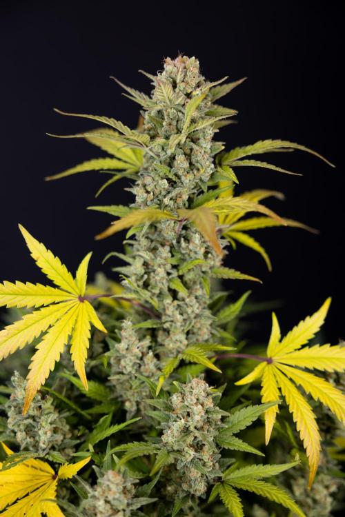 Monster Dwarf #1 Auto - Zamnesia x B&B. Week 10 - Monster Dwarf #1 Automatic - Harvest Day - Week 10