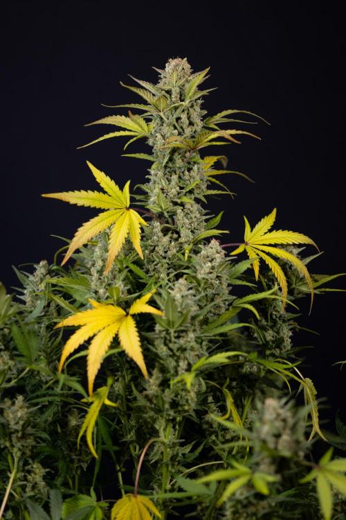 Monster Dwarf #1 Auto - Zamnesia x B&B. Week 10 - Monster Dwarf #1 Automatic - Harvest Day - Week 10