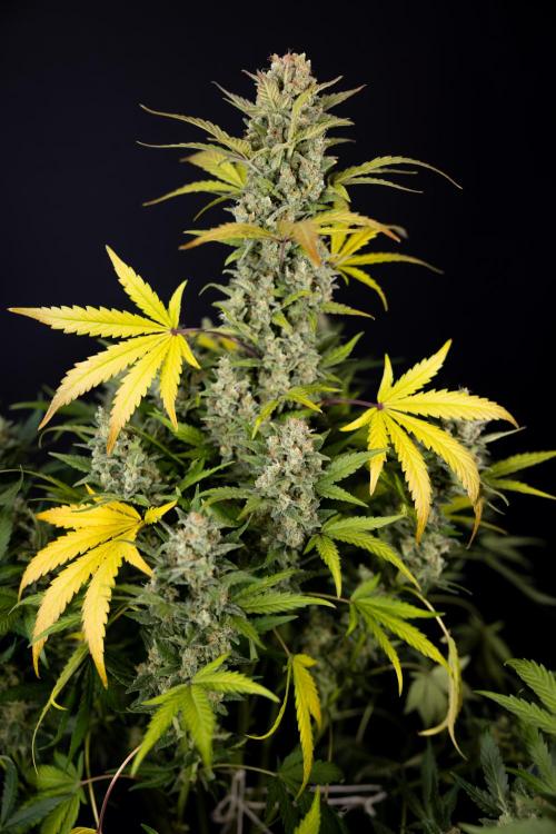 Monster Dwarf #1 Auto - Zamnesia x B&B. Week 10 - Monster Dwarf #1 Automatic - Harvest Day - Week 10