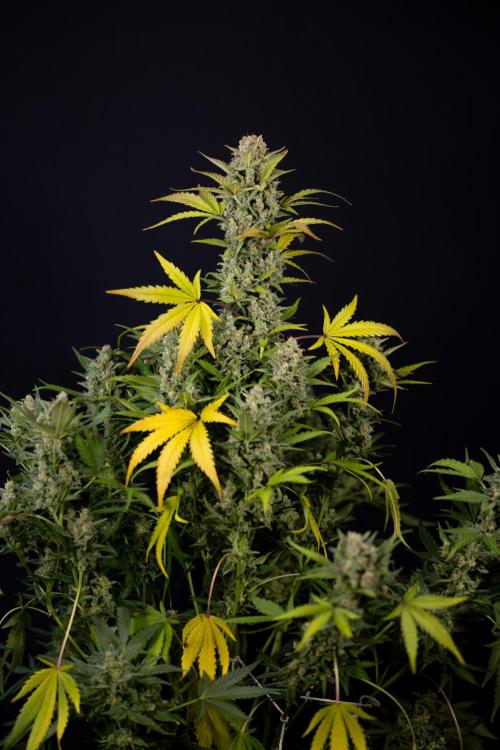 Monster Dwarf #1 Auto - Zamnesia x B&B. Week 10 - Monster Dwarf #1 Automatic - Harvest Day - Week 10