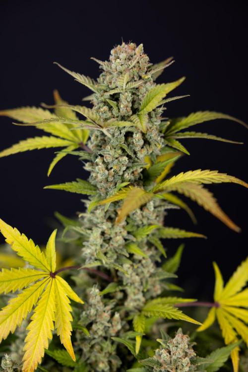 Monster Dwarf #1 Auto - Zamnesia x B&B. Week 10 - Monster Dwarf #1 Automatic - Harvest Day - Week 10