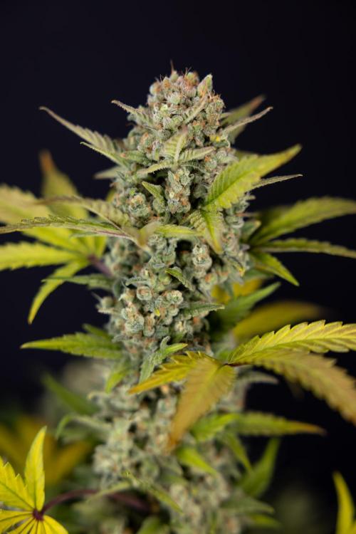 Monster Dwarf #1 Auto - Zamnesia x B&B. Week 10 - Monster Dwarf #1 Automatic - Harvest Day - Week 10