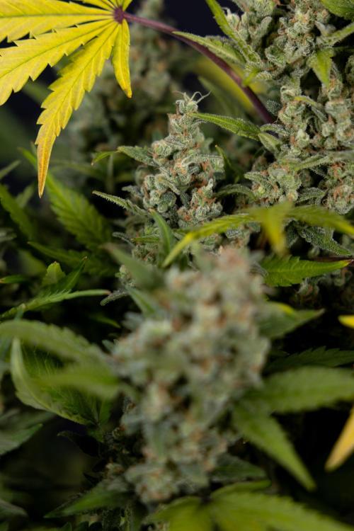 Monster Dwarf #1 Auto - Zamnesia x B&B. Week 10 - Monster Dwarf #1 Automatic - Harvest Day - Week 10