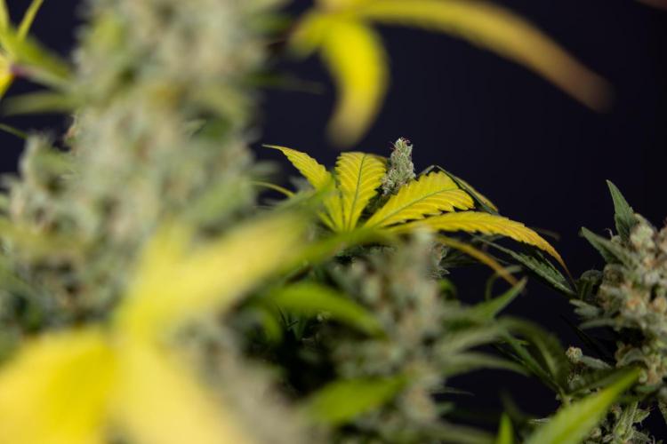 Monster Dwarf #1 Auto - Zamnesia x B&B. Week 10 - Monster Dwarf #1 Automatic - Harvest Day - Week 10