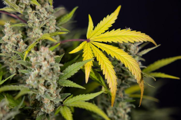 Monster Dwarf #1 Auto - Zamnesia x B&B. Week 10 - Monster Dwarf #1 Automatic - Harvest Day - Week 10