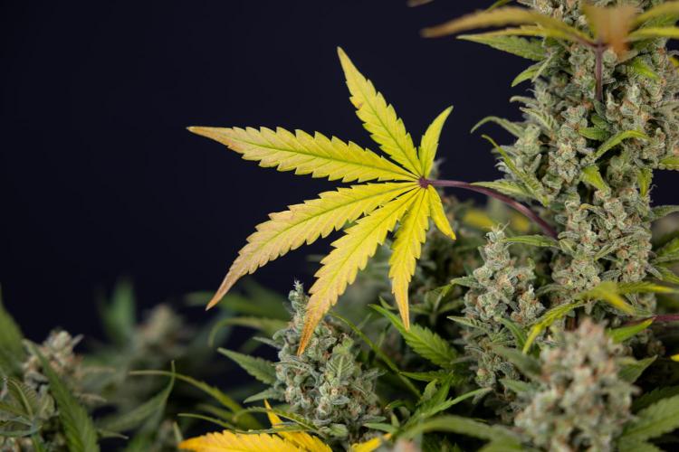 Monster Dwarf #1 Auto - Zamnesia x B&B. Week 10 - Monster Dwarf #1 Automatic - Harvest Day - Week 10