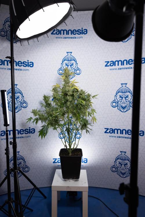 Monster Dwarf #1 Auto - Zamnesia x B&B. Week 10 - Monster Dwarf #1 Automatic - Harvest Day - Week 10