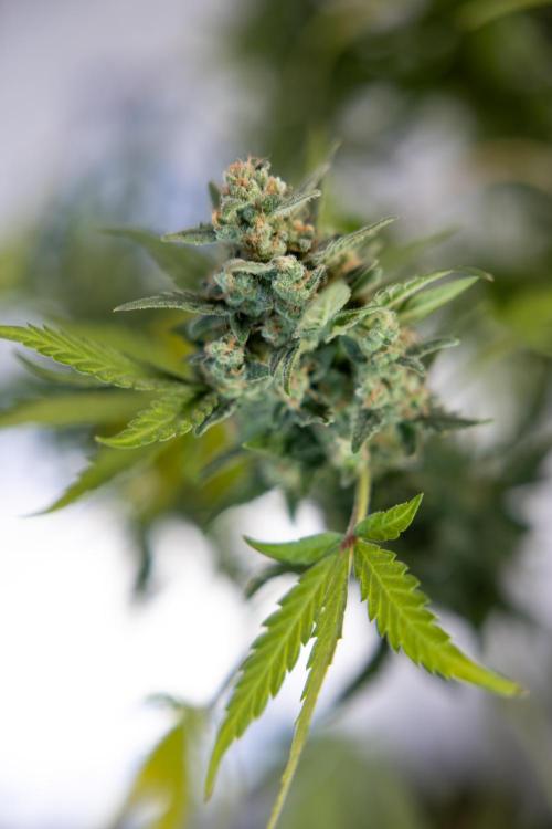 Monster Dwarf #1 Auto - Zamnesia x B&B. Week 10 - Monster Dwarf #1 Automatic - Harvest Day - Week 10