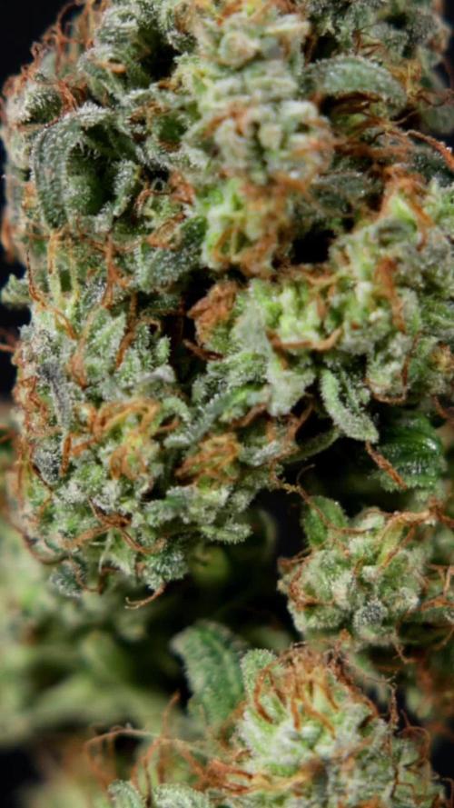 Watermelon Candy #2 - Zamnesia x B&B